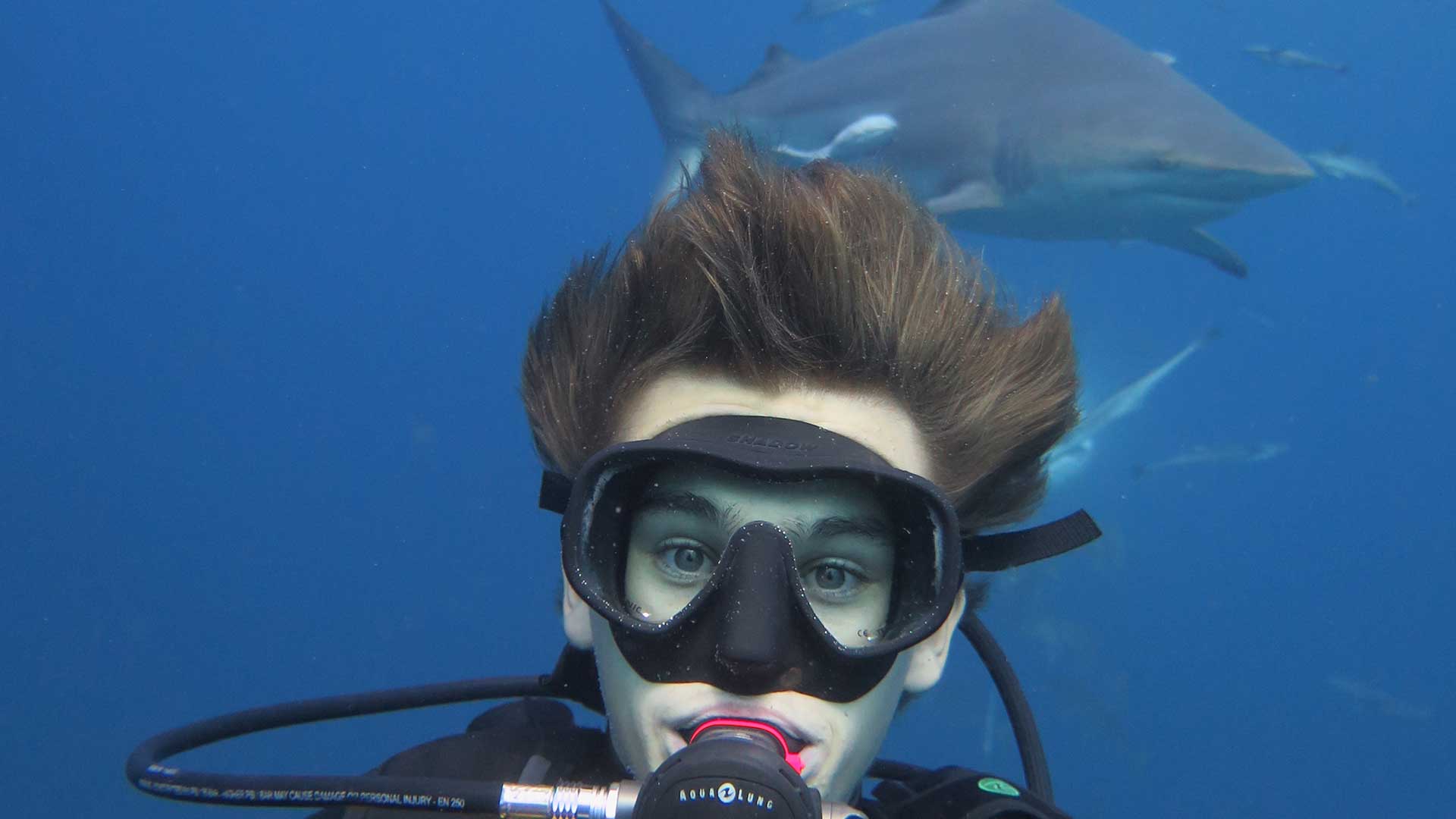 durban shark diving